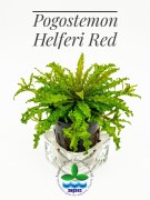 Pogostemon Helferi Red